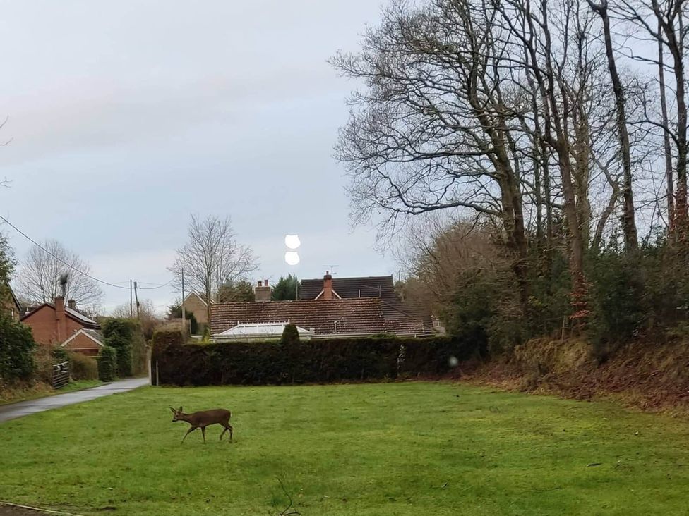 A deer in a grassy area with houses and trees at Forest Cabin Retreat-Sleeps 2-Garden, Wifi, Trails in Alderholt