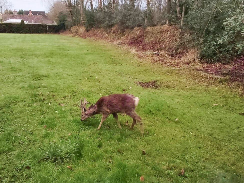 A deer grazing in an open grassy area at Forest Cabin Retreat-Sleeps 2-Garden, Wifi, Trails in Alderholt
