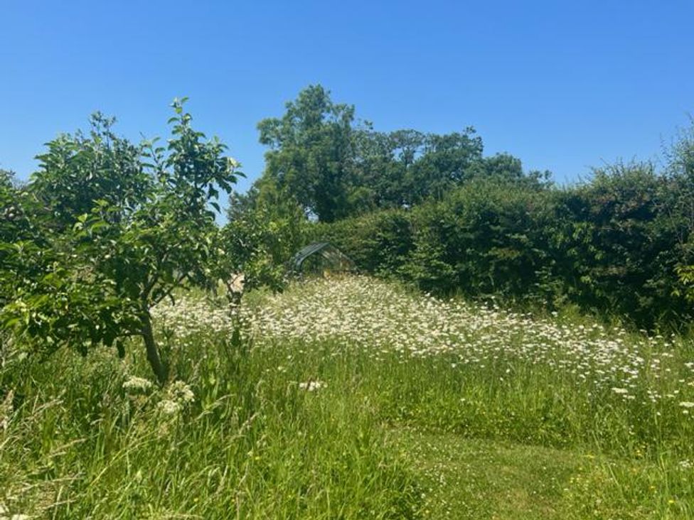 A garden with wildflowers and trees near Bruton