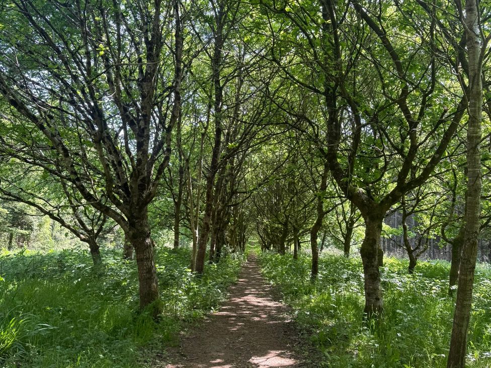 A path lined by trees in a green outdoor setting