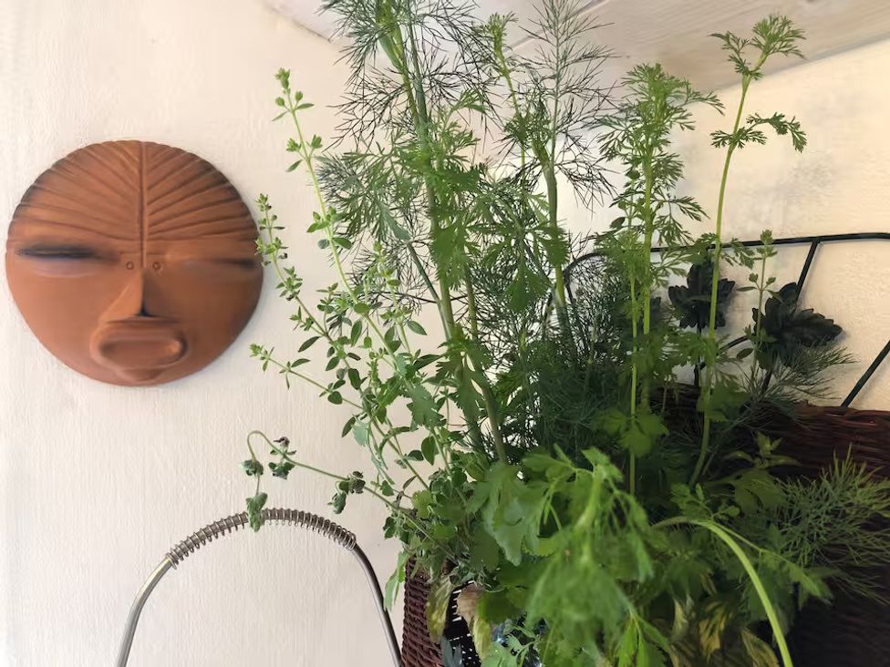 A plant arrangement with herbs and wall art at Little Linney Sleeps 2 Garden Parking Wifi Hartland