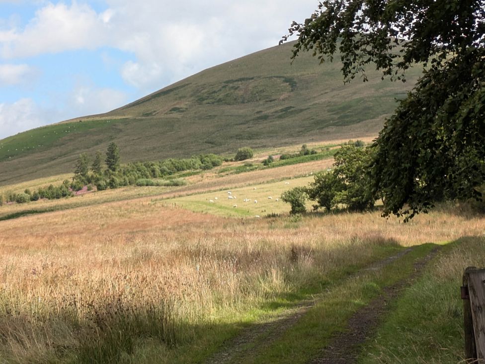 A landscape with a hill, path, grass, trees and sheep at Pet Friendly - Lodge at Riverview Holiday Park Mangerton near Newcastleton