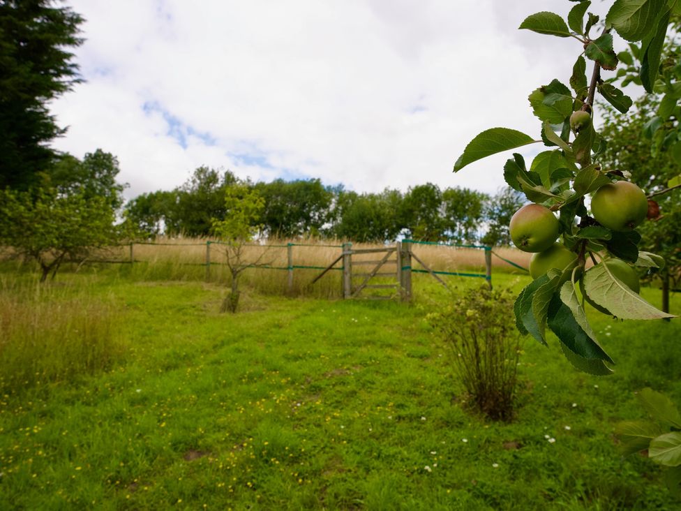 A garden with an apple tree and a fence at TBC 