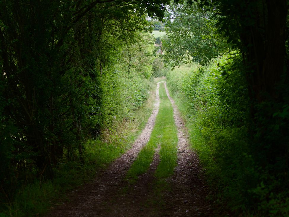 A path surrounded by bushes and trees in a natural setting at TBC
