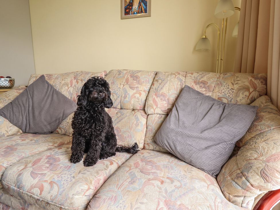 A living room with a dog sitting on a sofa at Cosy Home in Great Yarmouth