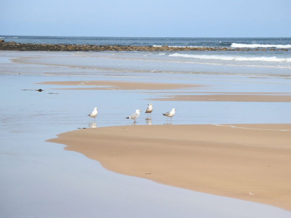 A beach with seagulls walking on the sand at Viola Cottage in Fraserburgh
