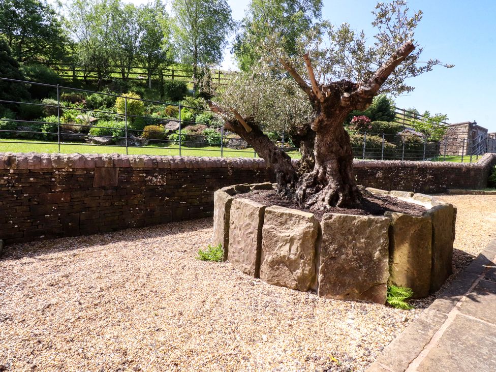 A garden with an olive tree in a stone planter at Sheephouse Farm in Bacup