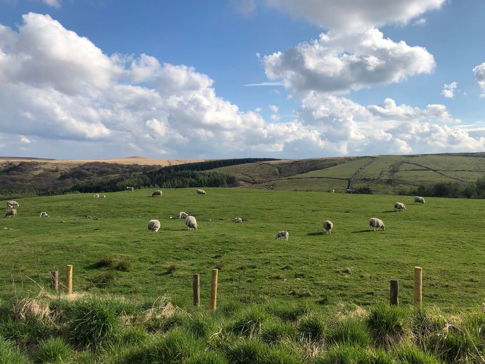 A field with grazing sheep at Sheephouse Farm in Bacup