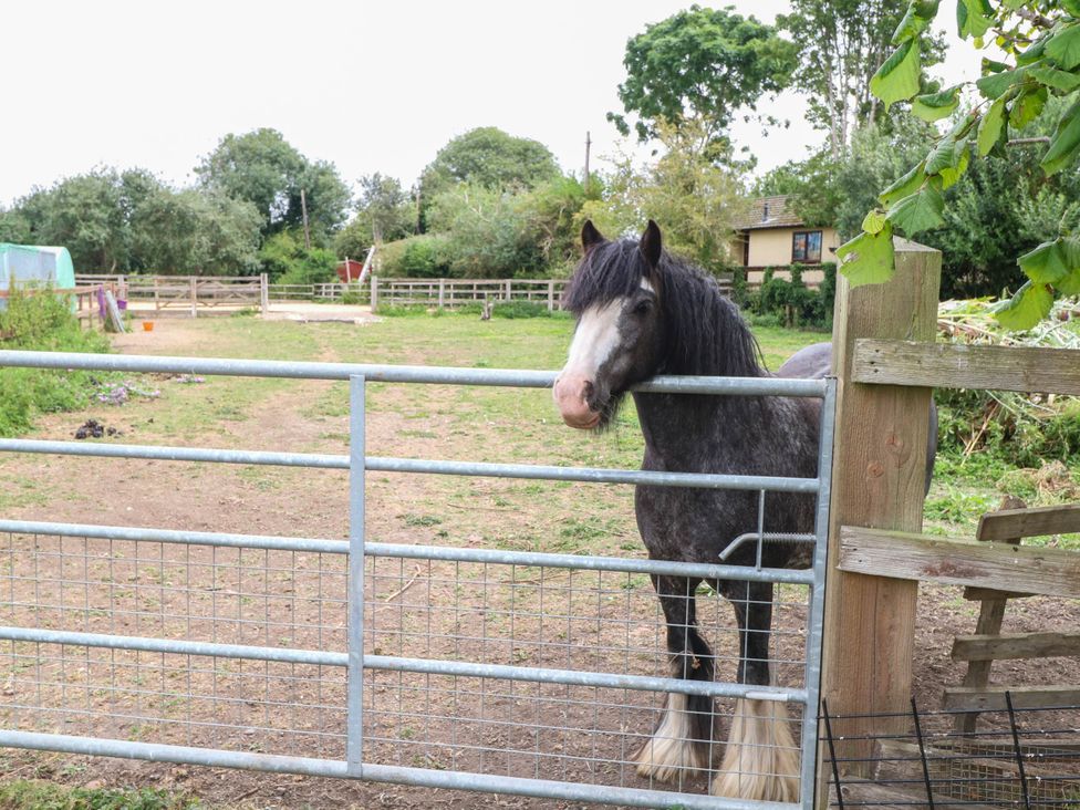 A horse standing by a gate in a field at Laurel near Littleport