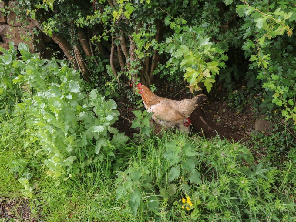 A chicken among green plants and bushes at Hawks View Caravan Macclesfield