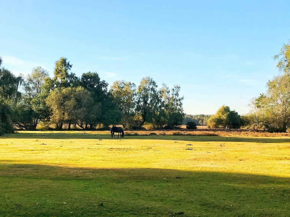 A horse grazing in a grassy field with trees at TBC