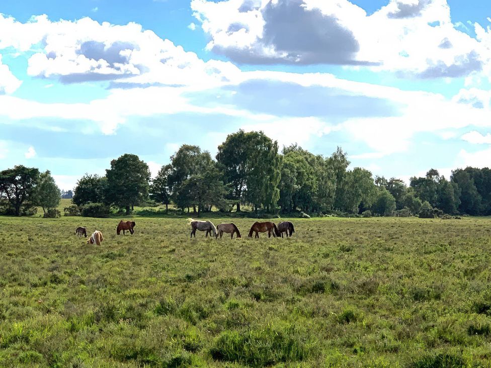 A field with horses grazing among grass at TBC in 