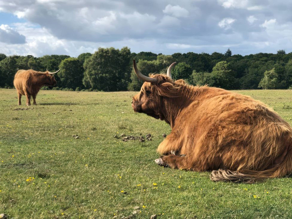 Two Highland cows in a grassy field with trees in the background at TBC 