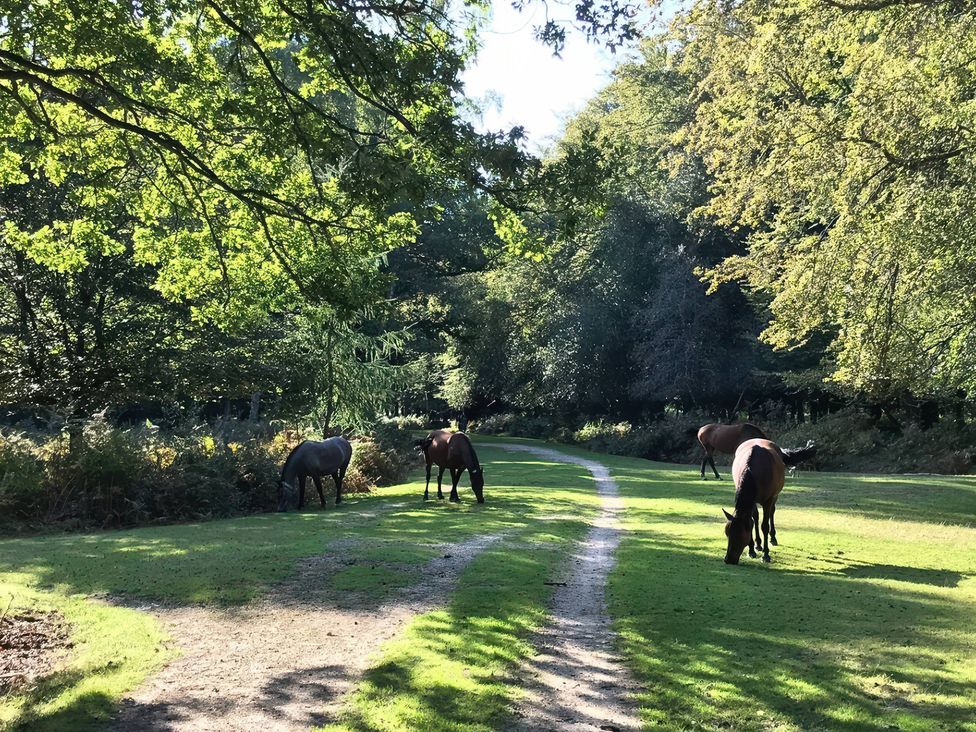 A pathway with horses grazing under trees in a forest