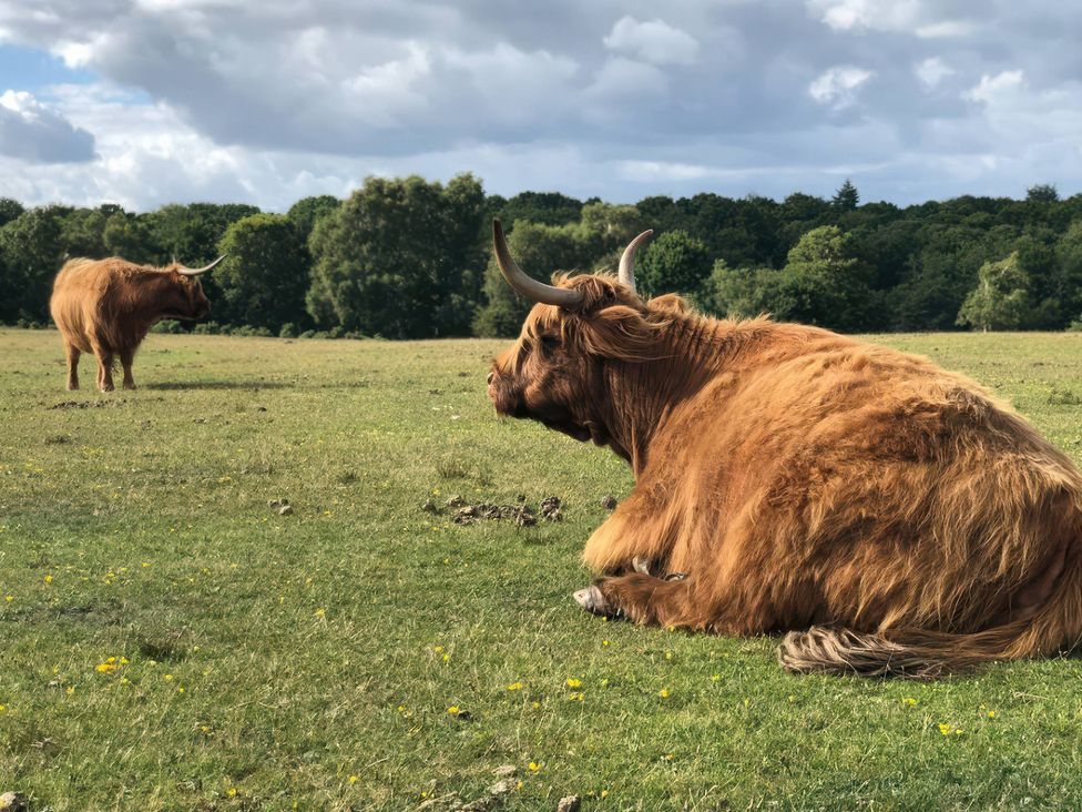 Two Highland cattle in a field at TBC 