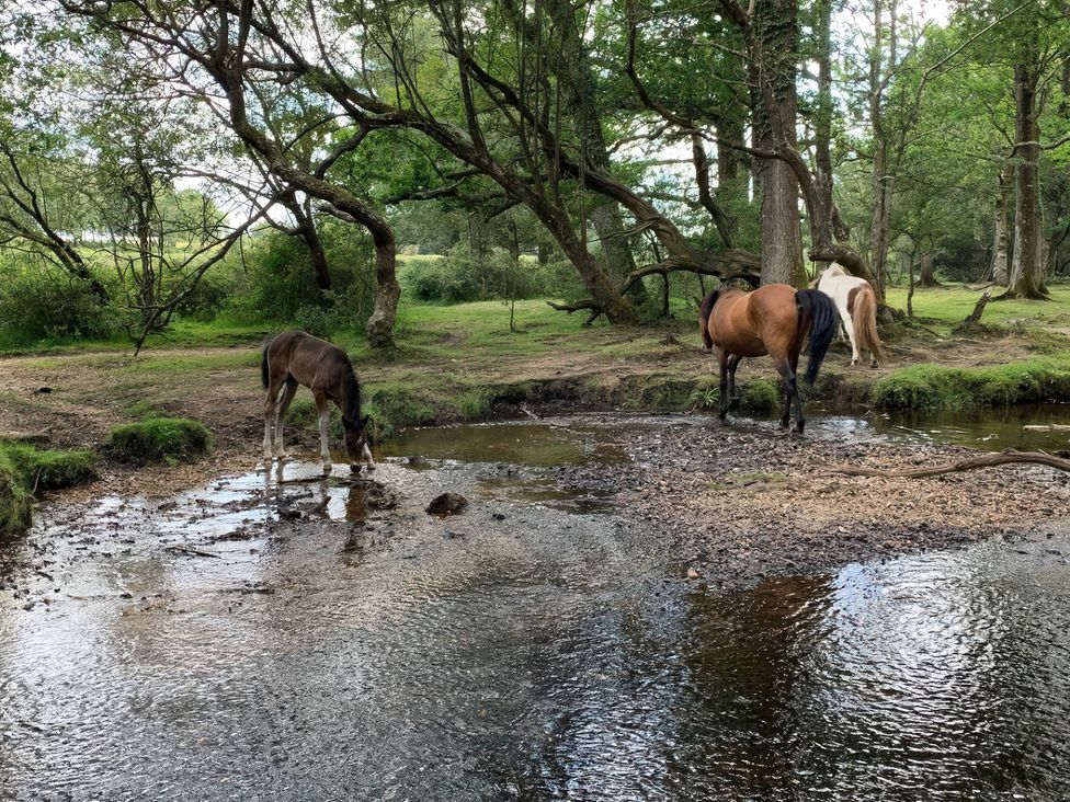 Horses near a stream in a forested area at TBC
