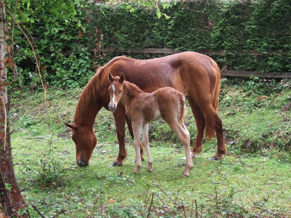 A horse and foal grazing in a grassy area at TBC 