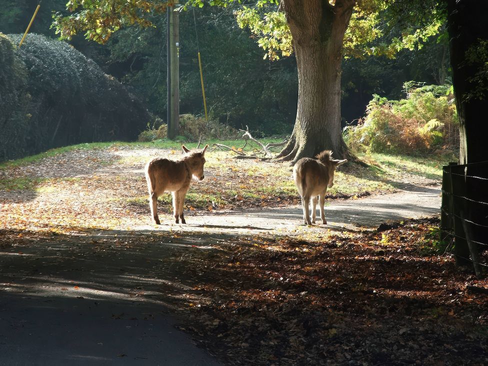 Two goats walking along a path near a tree