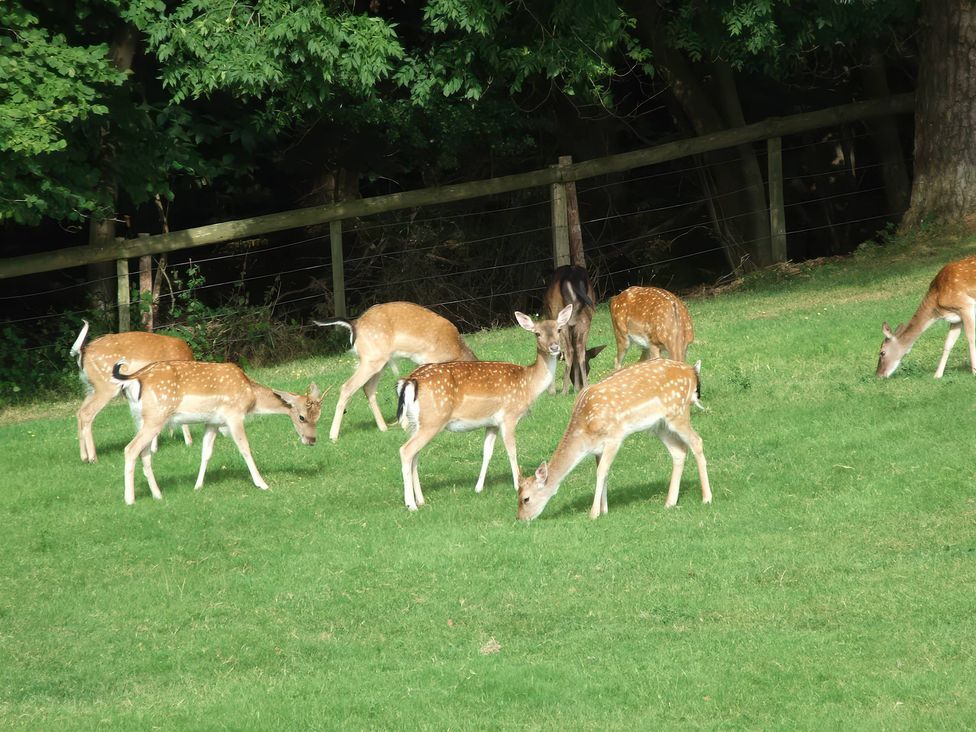 A group of deer grazing on grass in a field at TBC