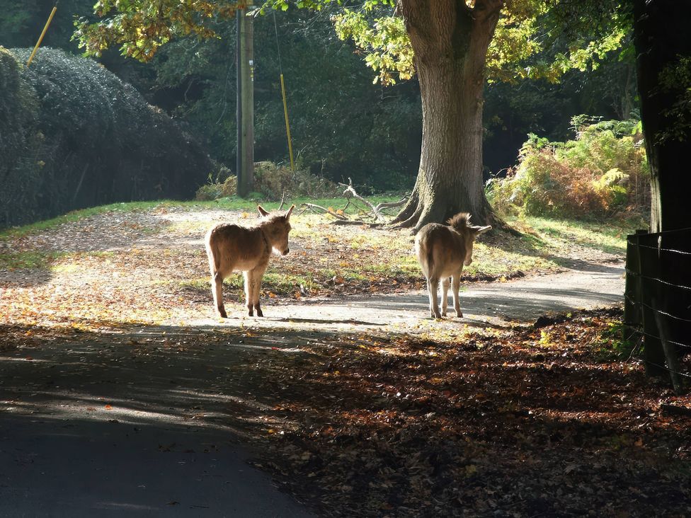 Two animals walking on a path near a tree in an outdoor setting at TBC 