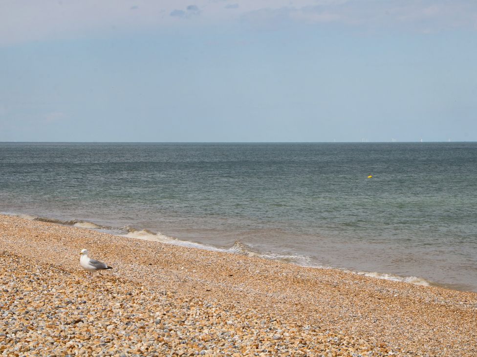 A beach with pebbles and a seagull at Foreshore in Deal