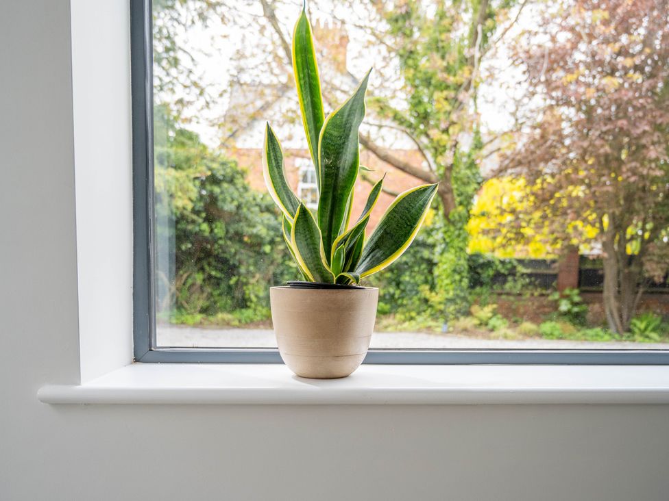 A plant on a windowsill with an outdoor view at Blackwood in Hornsea