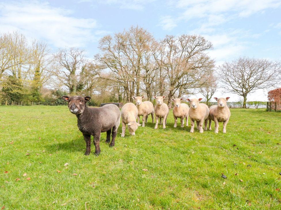 A group of sheep in a grassy area at The Old Barn in Hereford
