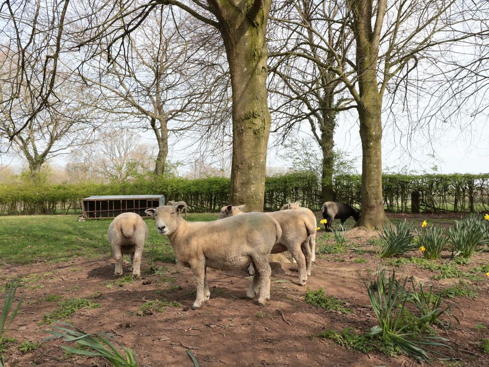 A group of sheep near trees and flowers at The Granary in Hereford