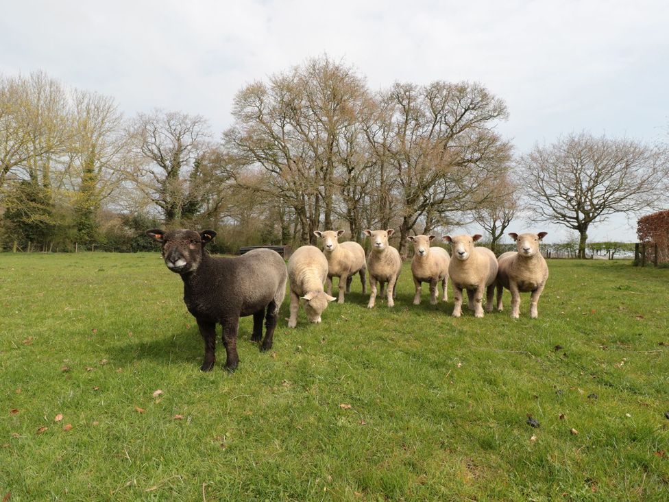 A group of sheep standing in a field at The Granary in Hereford