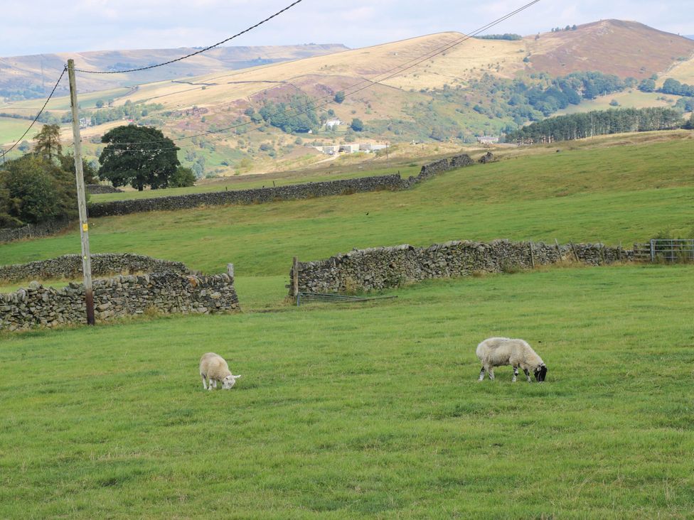 Two sheep grazing in a field with stone walls at Lodge in High Peak