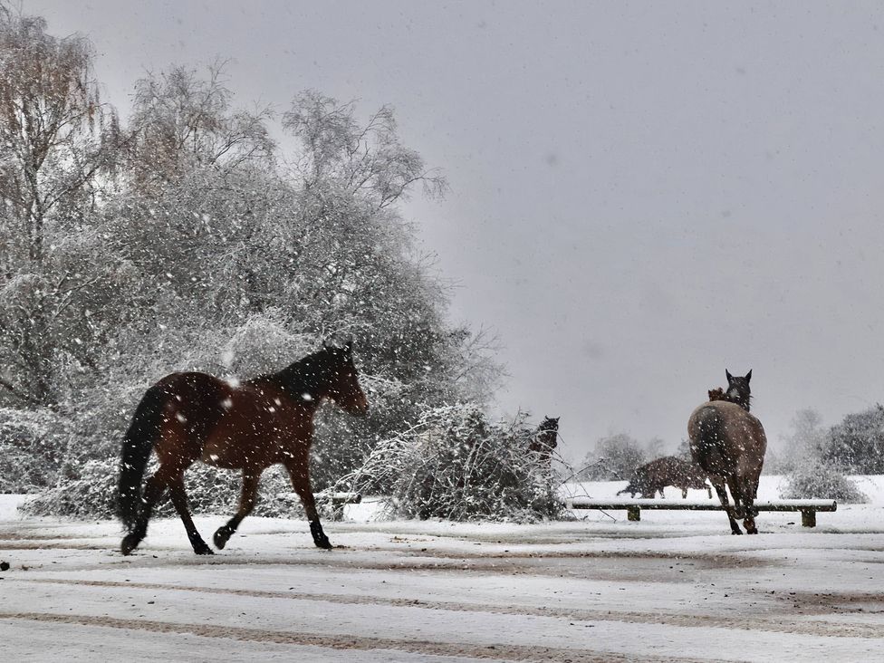 Horses walking in snow near a fence