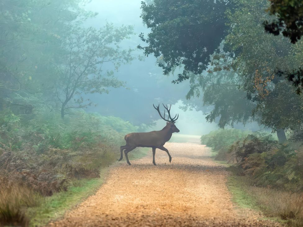 A deer crossing a gravel path surrounded by trees and fog