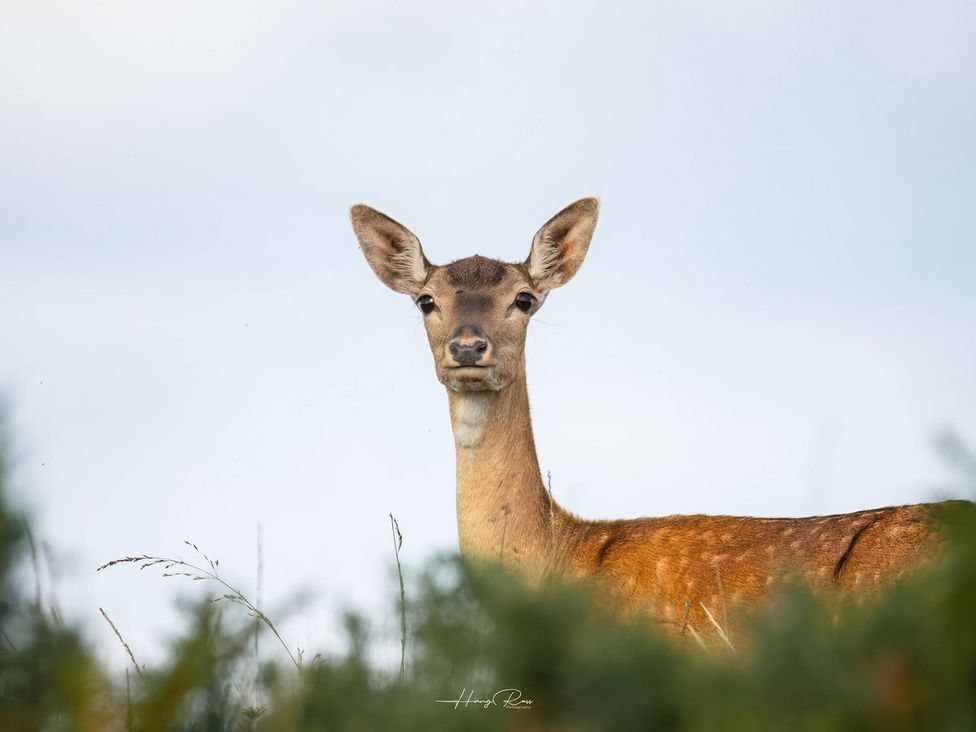 A deer standing among greenery in an open area at TBC 