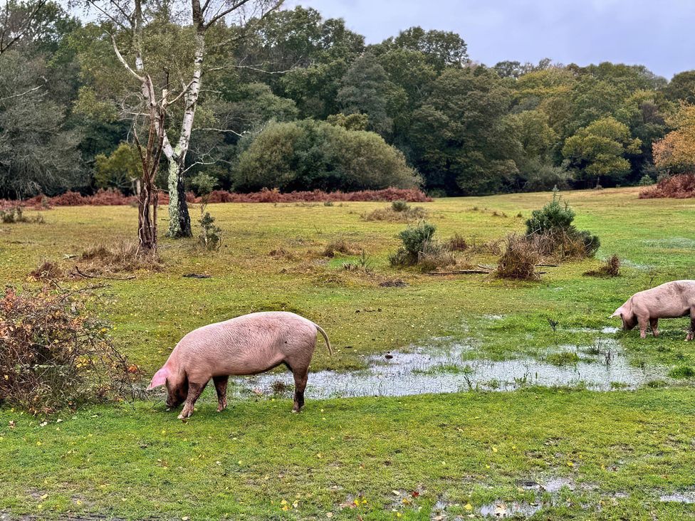Pigs grazing in a field near water at TBC in 
