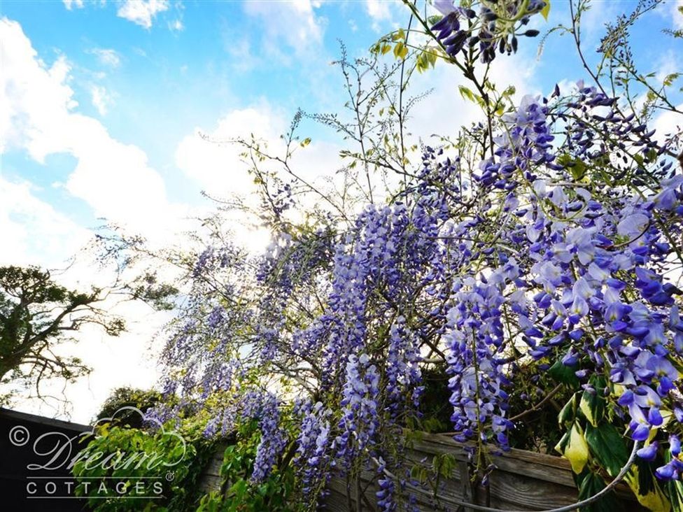 A view of wisteria flowers and leaves near a fence at Little Wickers in Wareham