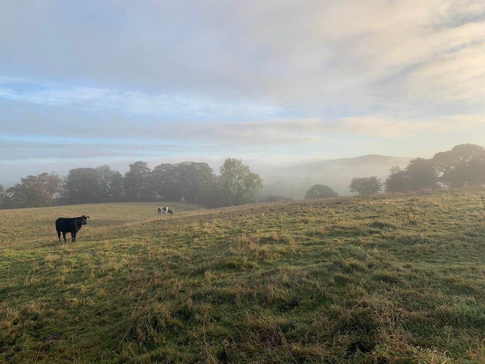 A cow grazing in a field with trees and hills in the background at The View near Addingham