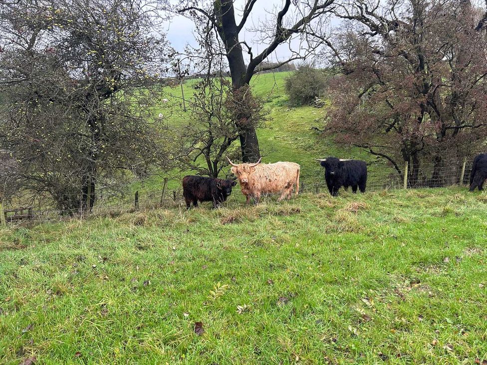 Cows grazing in a field near trees at The View near Addingham