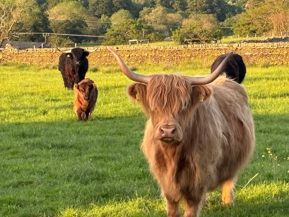 Three Highland cows in a field near a stone wall at The View near Addingham