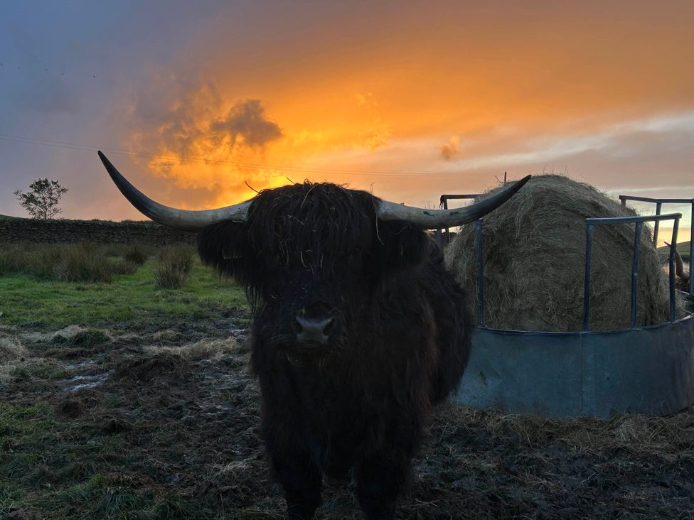 A Highland cow near a hay feeder at The View near Addingham