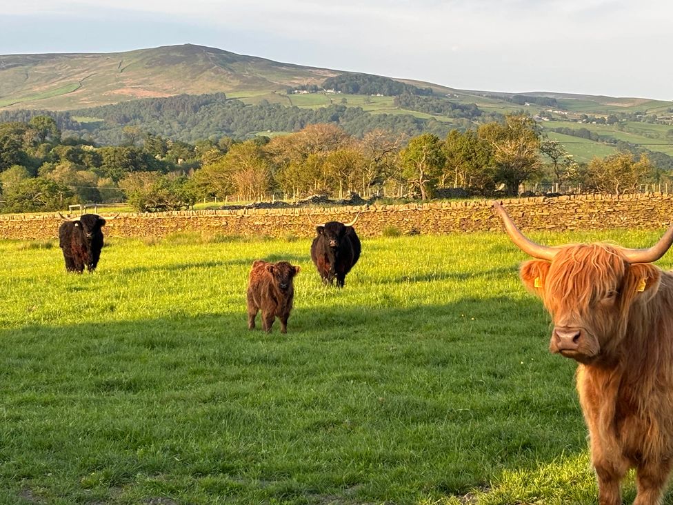 A field with highland cattle grazing at The View near Addingham