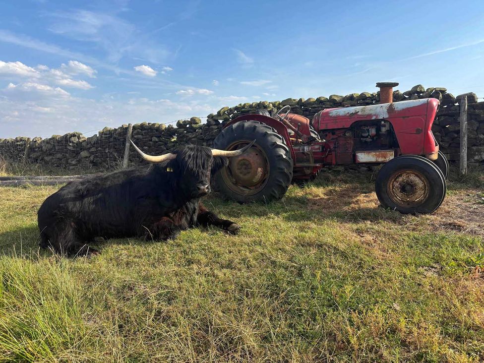 A highland cow resting beside a tractor at The View near Addingham