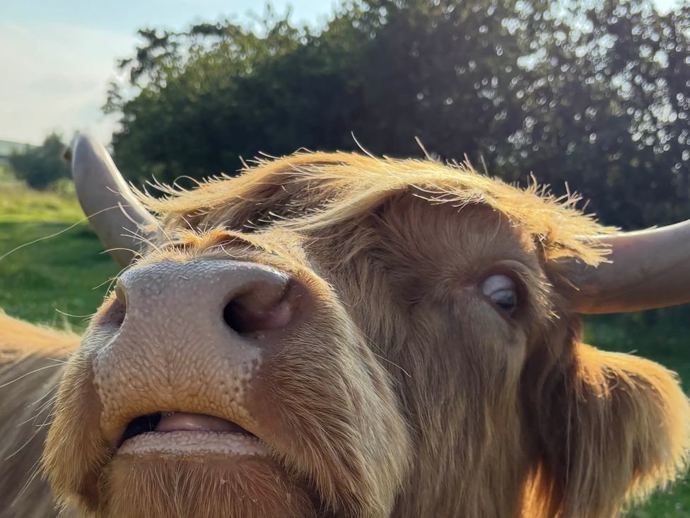 A close-up of a cow's face outdoors at The View near Addingham