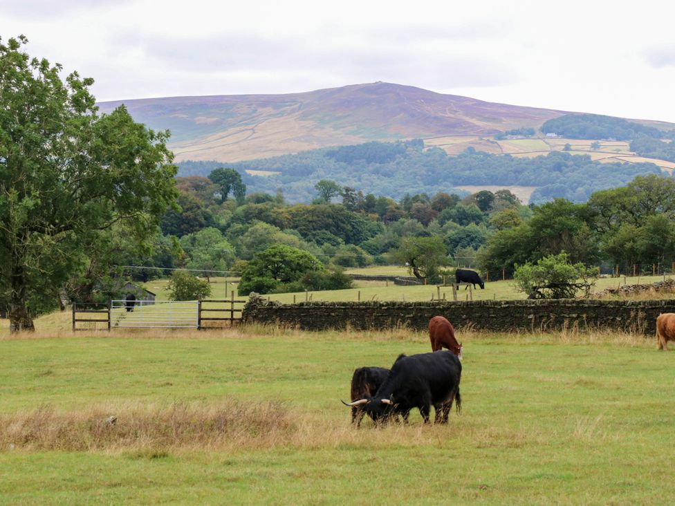 A field with cattle grazing and mountains in the background at The View near Addingham