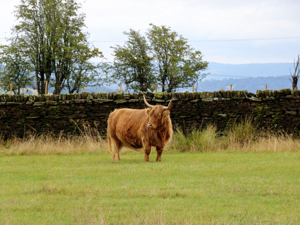 A cow standing in a field with a stone wall and trees near Addingham