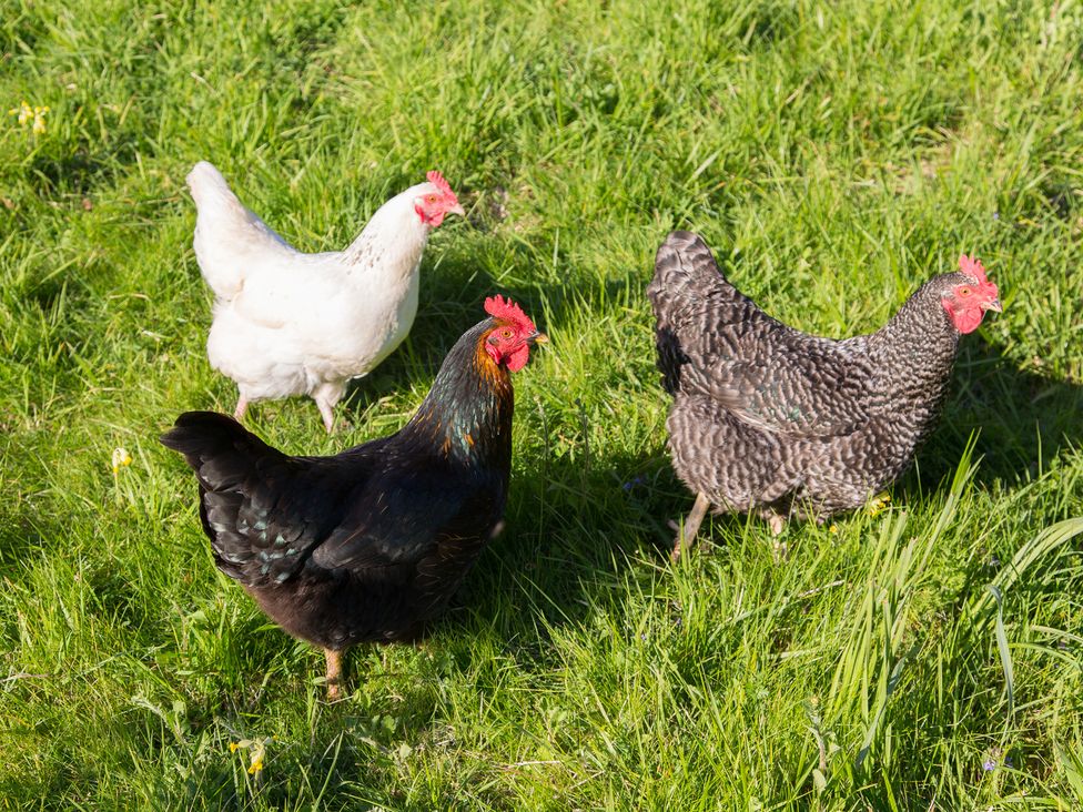 Three chickens on green grass at Whitebeams Pett Bottom near Stelling Minnis