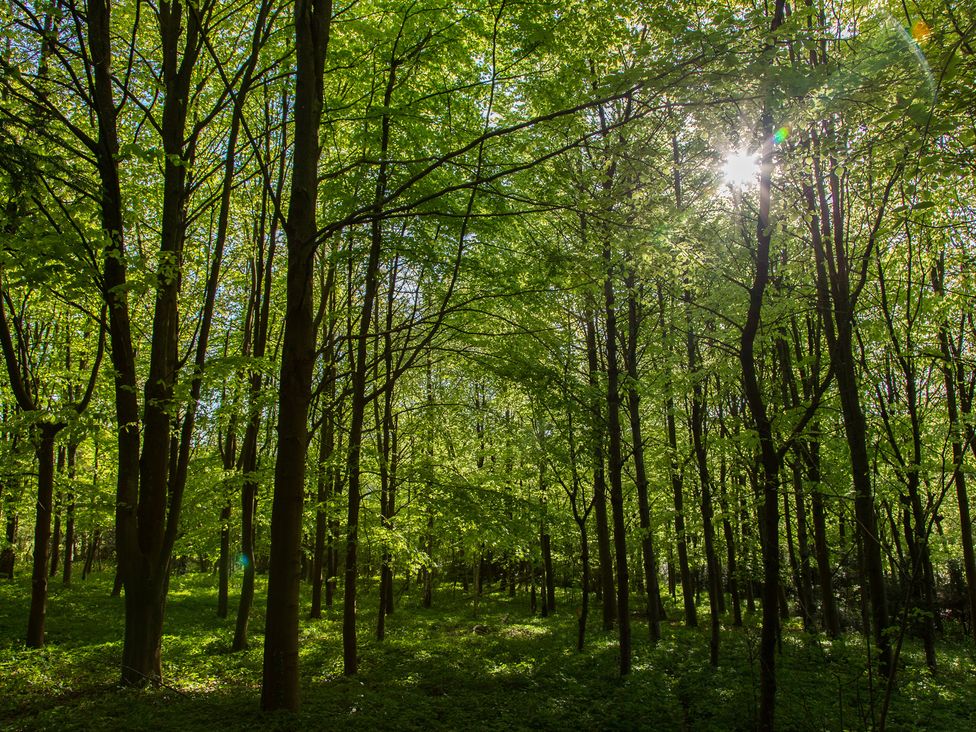 A forest with sunlight filtering through trees at Whitebeams in Pett Bottom near Stelling Minnis