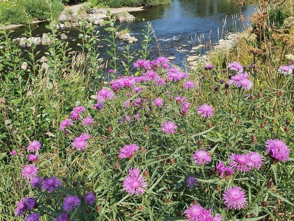 Flowers near a river at Hornshole Hideaway Caravan Hawick Riverside Caravan Park near Hawick