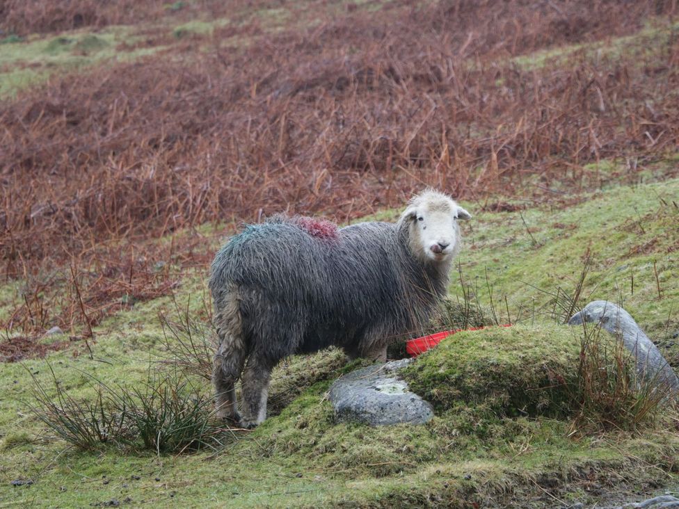 A sheep near a feeding tub on grass at Brigg House in Broughton-in-Furness