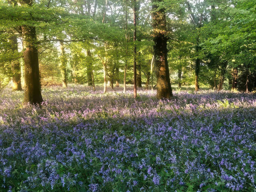 A forest with trees and purple flowers at The White House in Okehampton