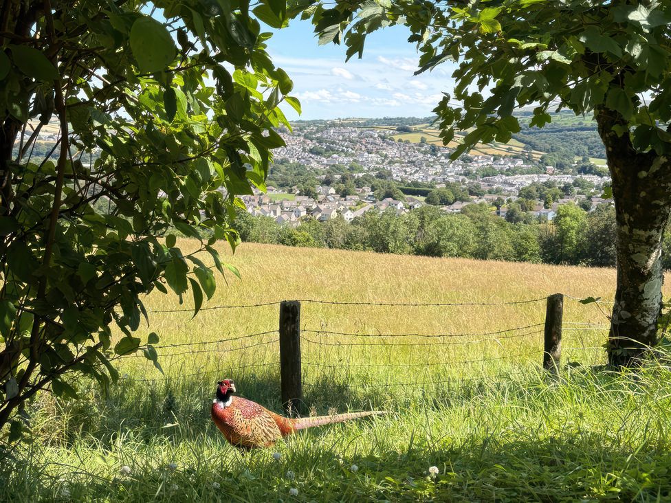 A pheasant in a field with a view of a town at The White House Okehampton